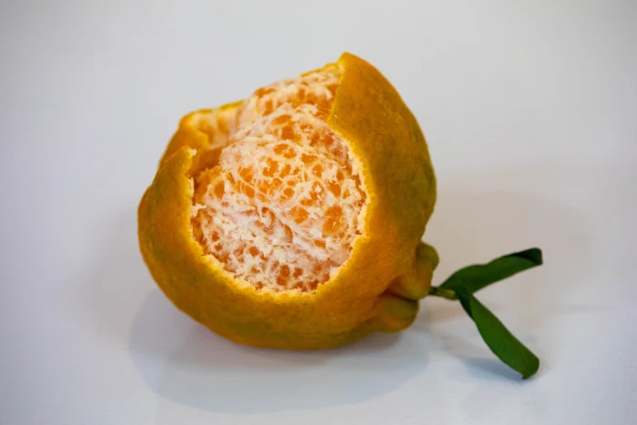 citrus aurantium