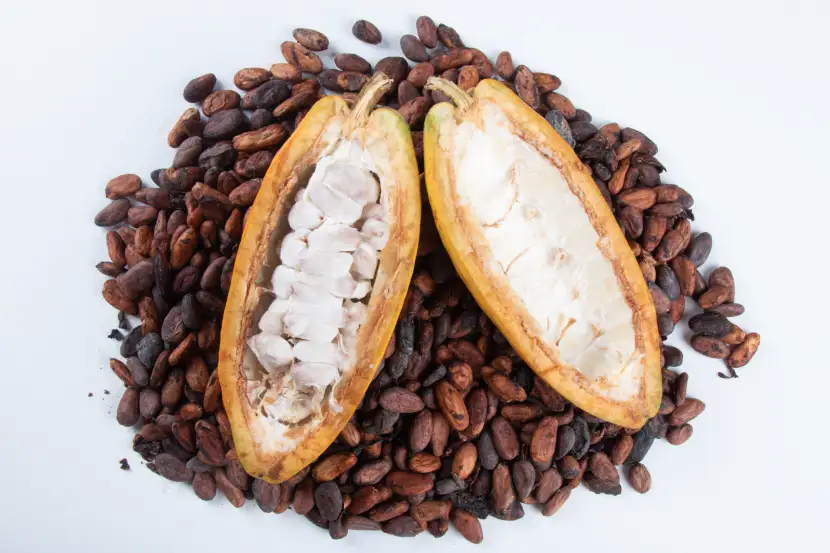 cocoa bean extract non-gmo