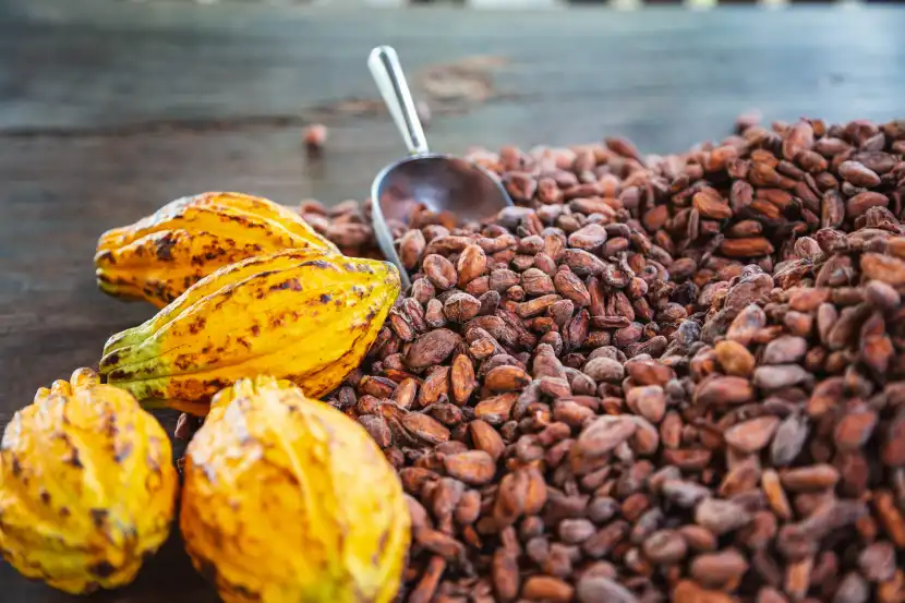 cocoa bean extract organic