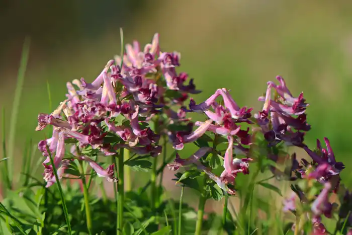 corydalis benefits