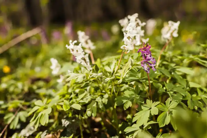 corydalis