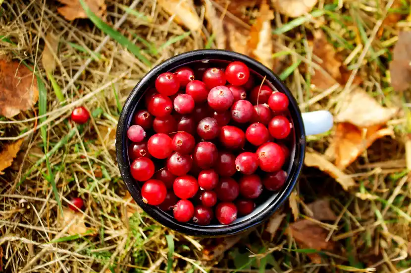 cranberry fruit extract