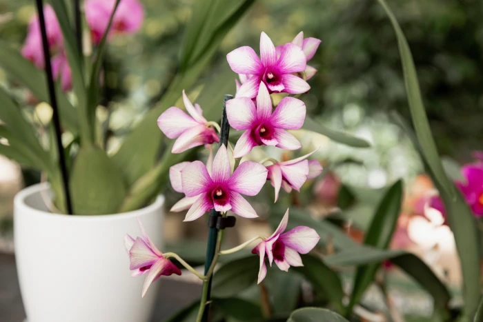 dendrobium orchid 1