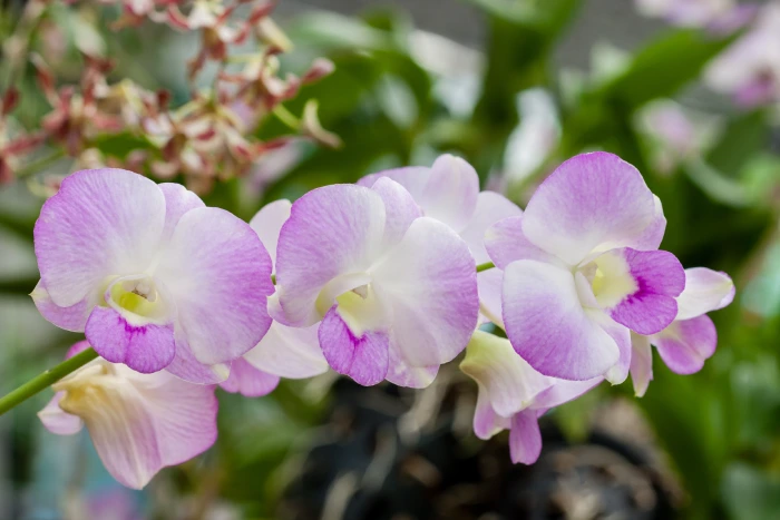 dendrobium orchid 2