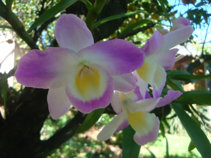 dendrobium orchid