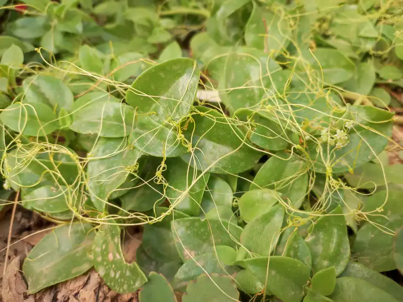 dodder plant cuscuta