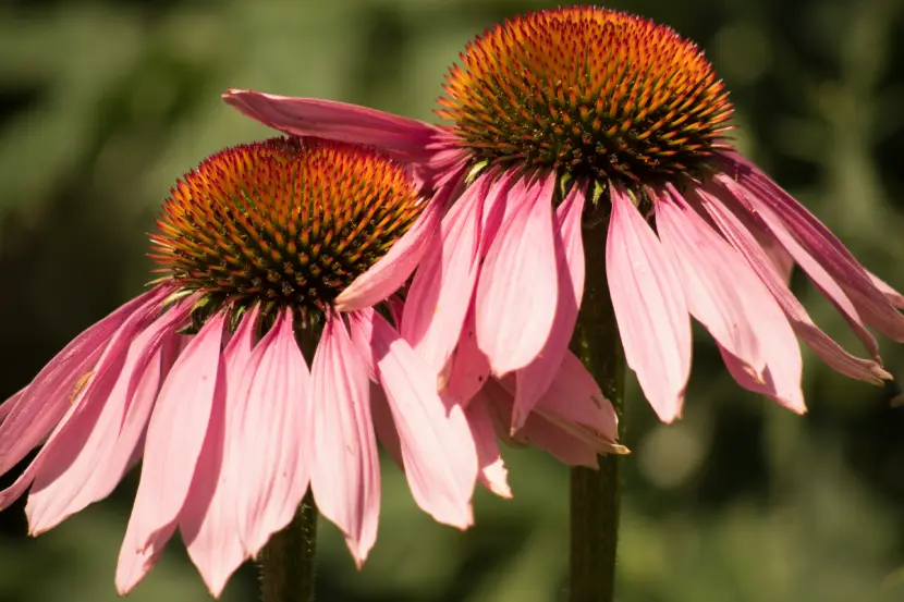 echinacea purpurea plant