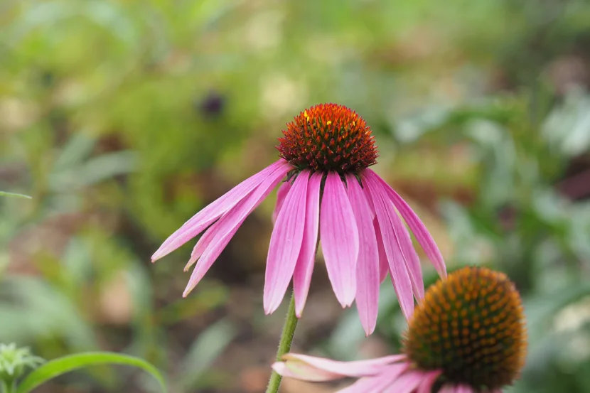 echinacea purpurea