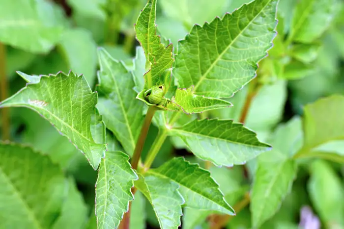 eupatorium fortunei