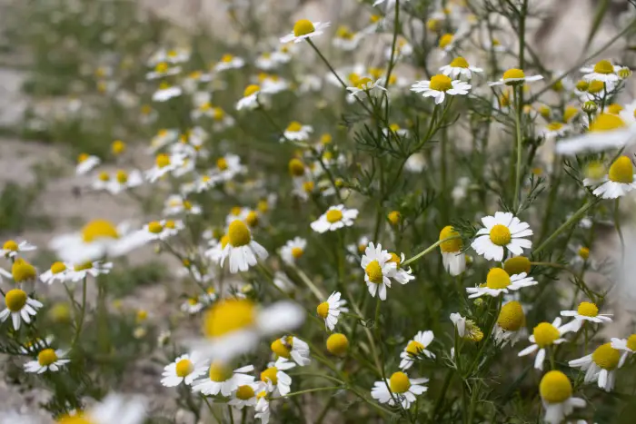 feverfew flower