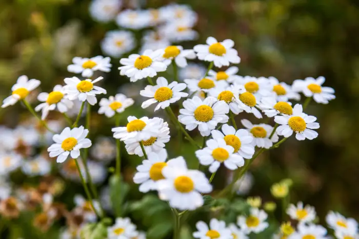 feverfew