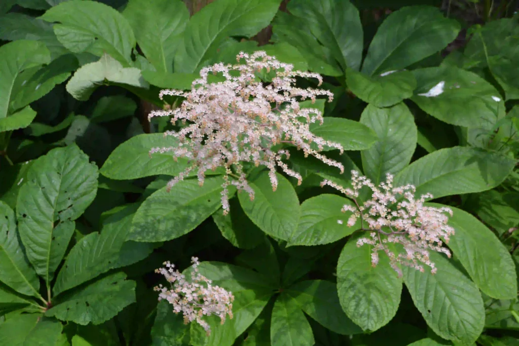 giant knotweed