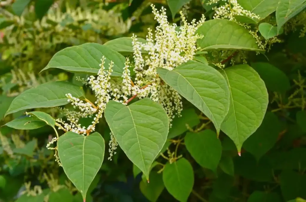 giant knotweed benefits