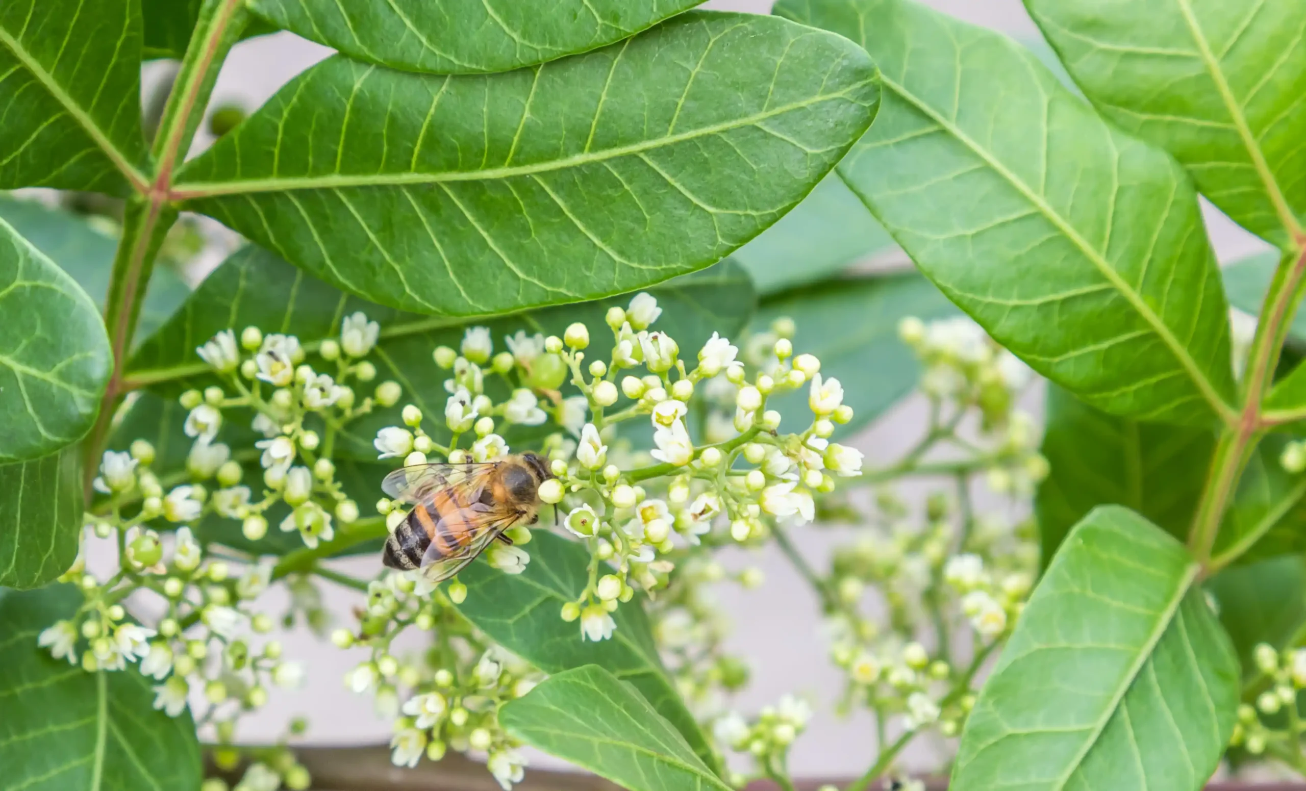 giant knotweed plant