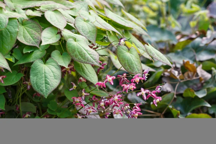 horny goat weed tea