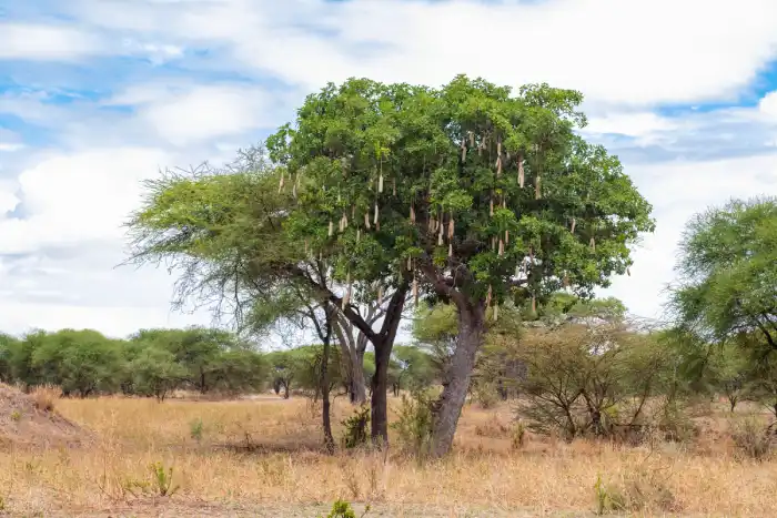 kigelia africana sausage tree