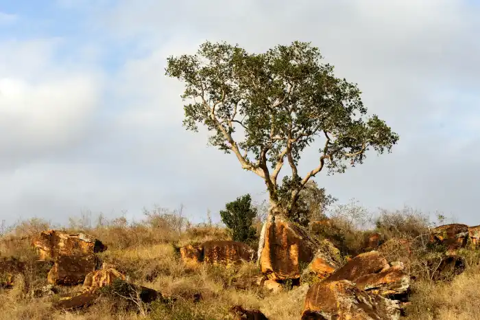 kigelia sausage tree