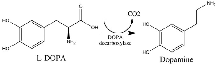 L Dopa Supplement: The Brain Booster You Didn't Know You Needed - Illustrations 2 - l dopa supplement
