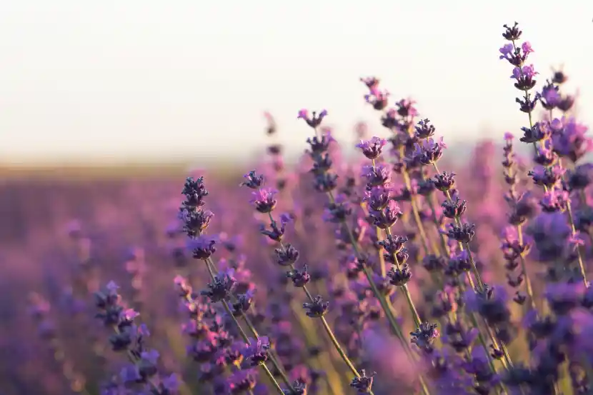 lavender extraction