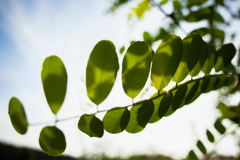 leaf moringa tree