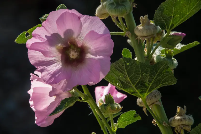 mallow plant