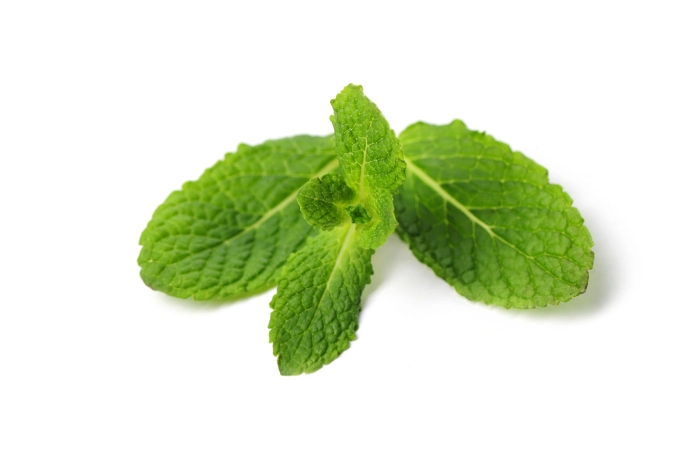 mentha