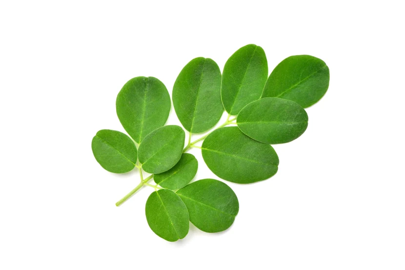 moringa leaf