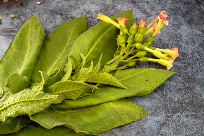 nicotiana tabacum