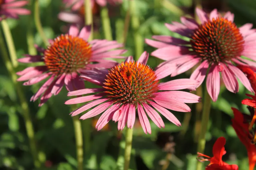 purple coneflower echinacea purpurea