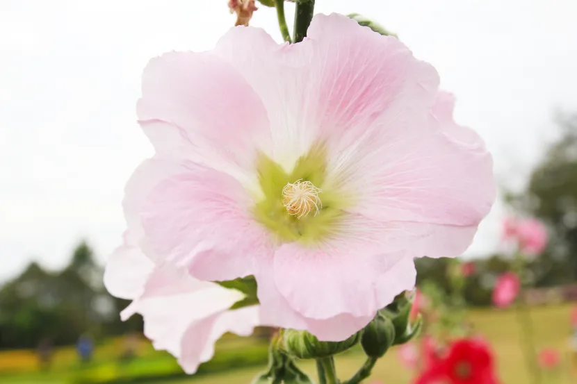 rose mallow hibiscus