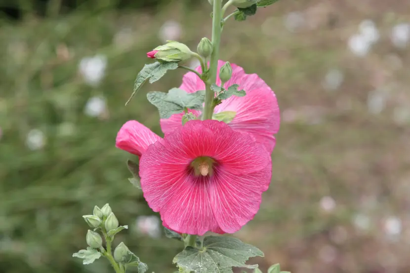 rose mallow