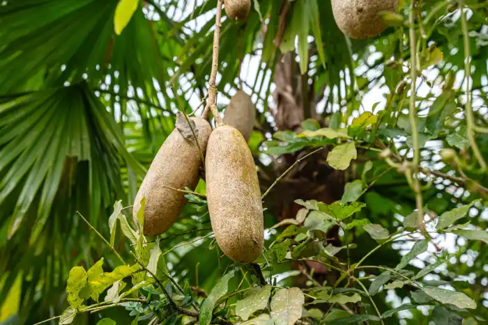 sausage tree