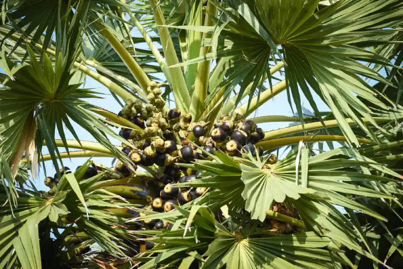 saw palmetto berries 2