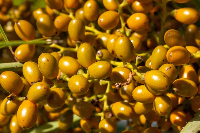 saw palmetto berries 3