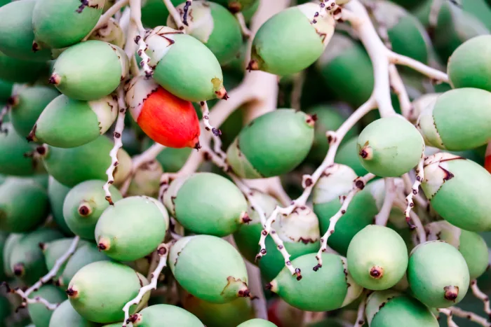 saw palmetto berries