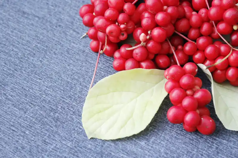 schisandra supplement