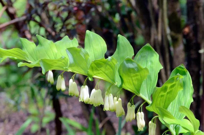 solomon seal rhizome medicine