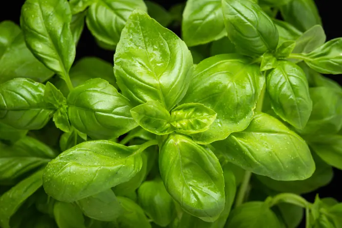 sweet basil