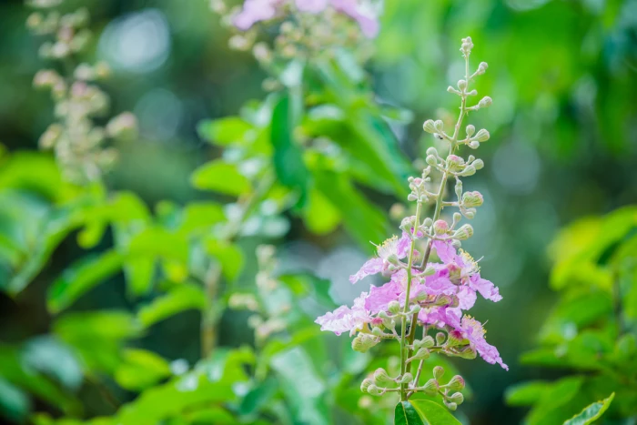 tulsi plants 2