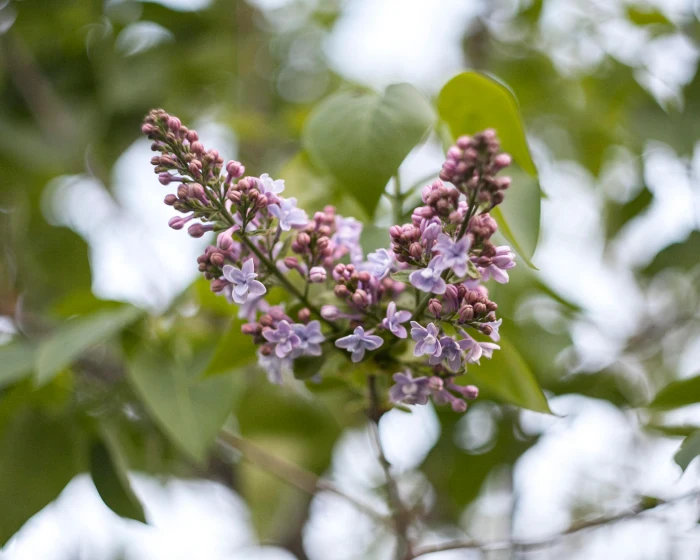 tulsi plants 3