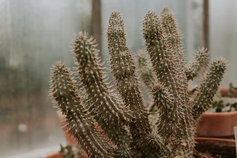 types of cactus plants