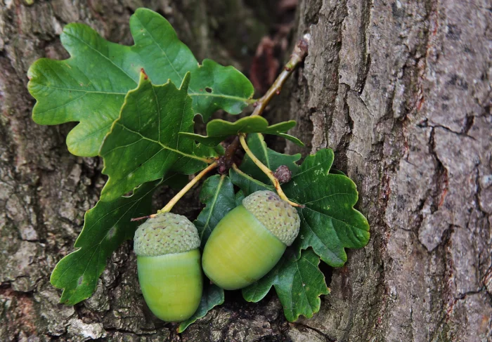 Anti-Inflammatory Potential of Quercus robur and Other Plant Extracts  - Featured Image