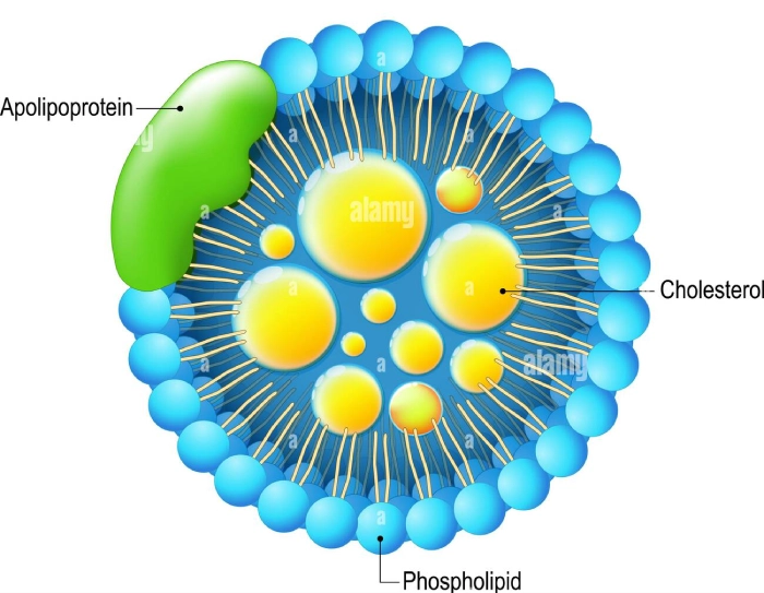 Apolipoproteins: Key Predictors of Cardiovascular Events in CAD Patients - Featured Image