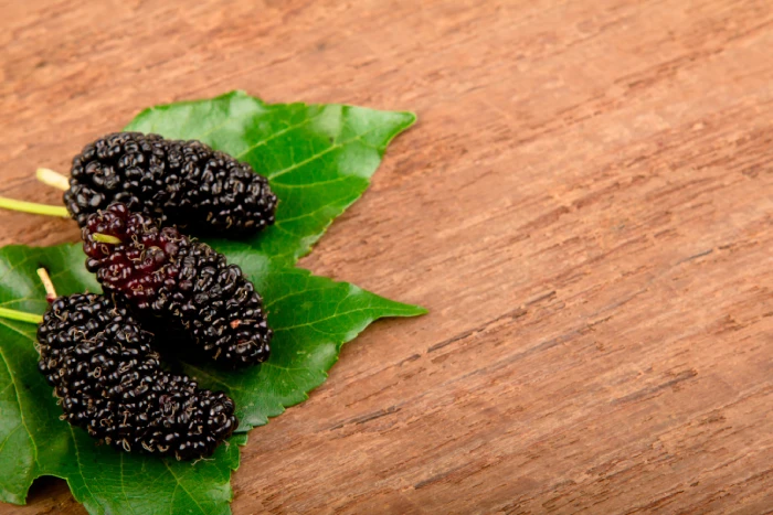 Astragalin and Mulberry Leaf Polyphenols: A Hypoglycemic Powerhouse? - Featured Image