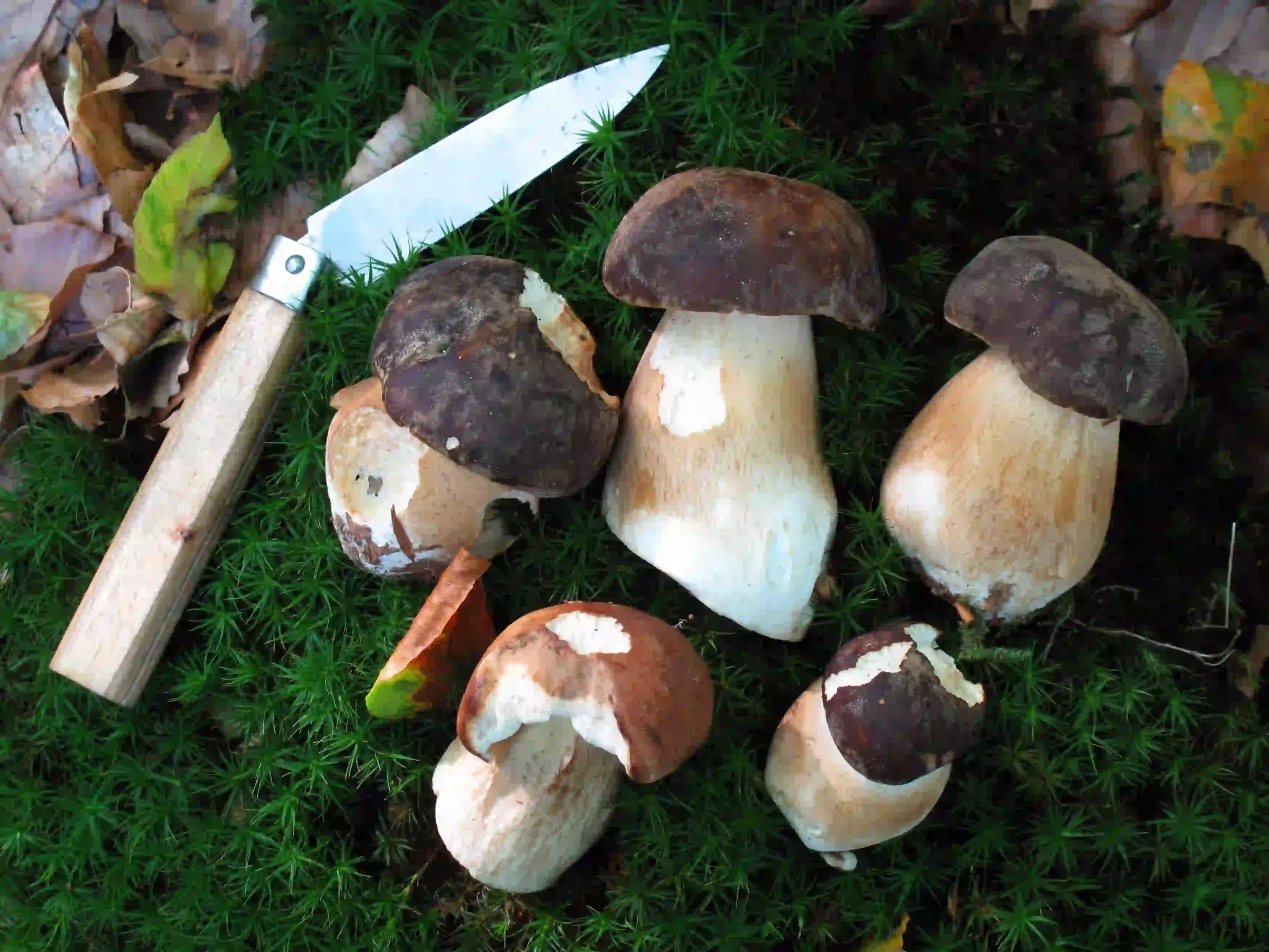 Boletus mushroom 1