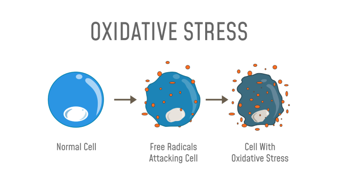 Bone Health and Aging: The Role of Oxidative Stress in Osteoporosis - Featured Image