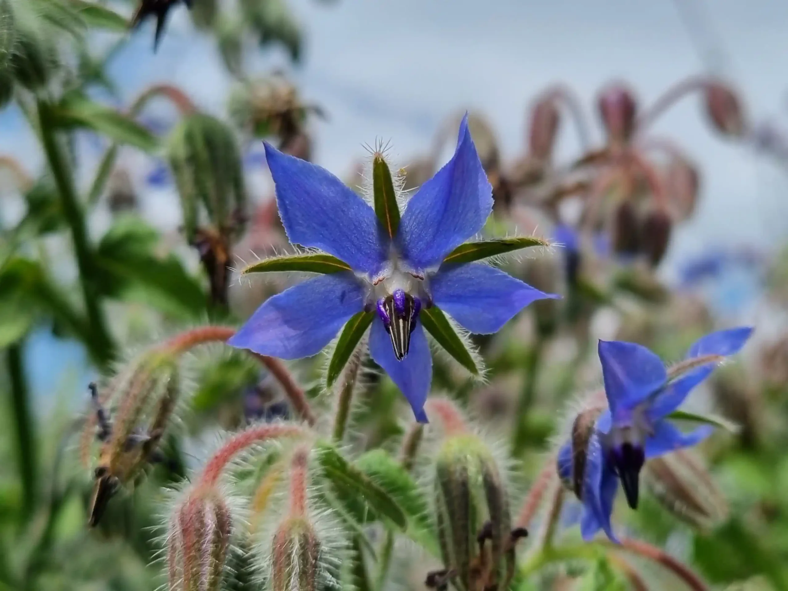 Borage 1