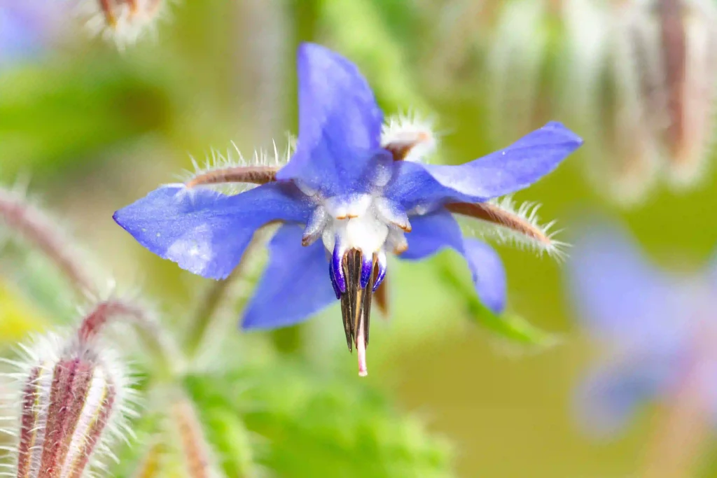 Borage 3