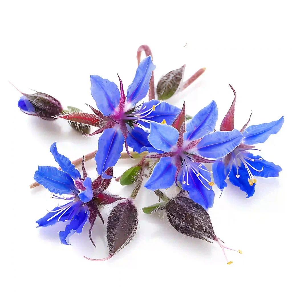 Borage 4