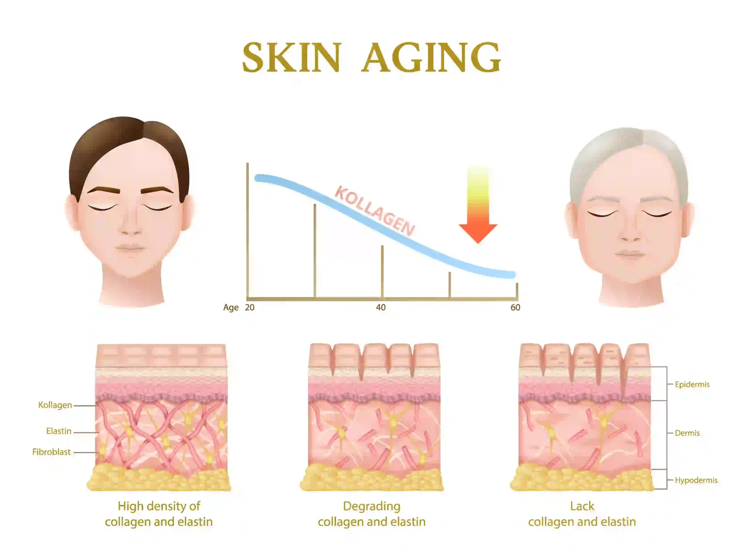 Bovine Collagen 1